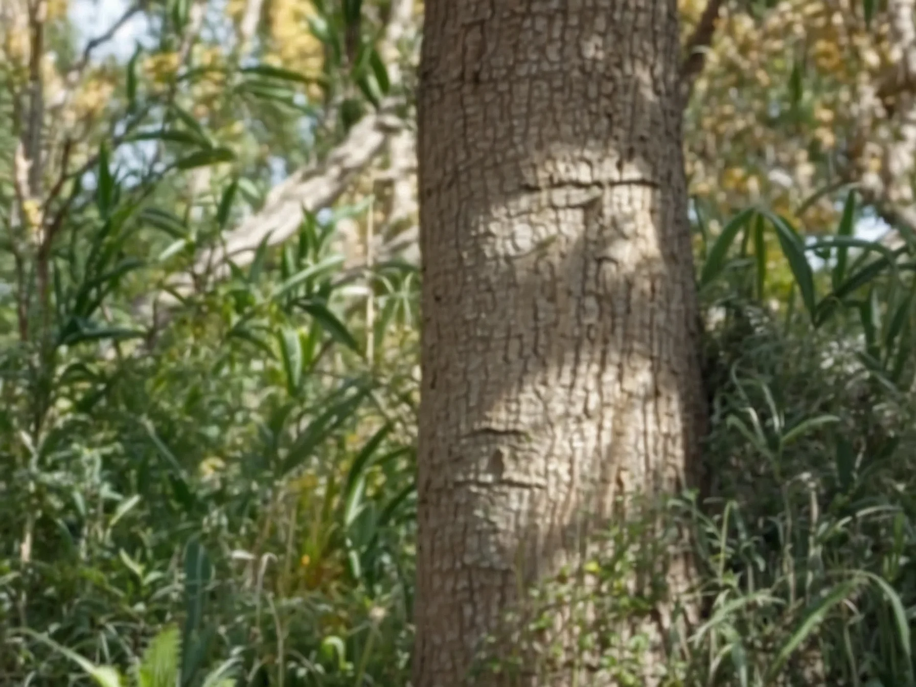 Silk Tree Bark Benefits A Natural Remedy for Anxiety, Inflammation
